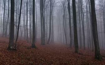 Pics Photos Misty Forest Wallpaper