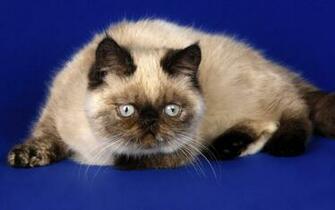 Cats Wallpaper High Quality And Resolution