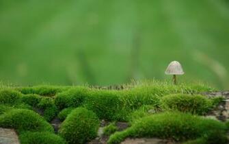 Mushroom Computer Wallpaper Desktop Background Id