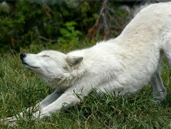 White Wolf Wallpaper HD Desktop
