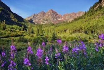 Pin Summer Wildflowers Sunrise Landscape Nature HD City Wallpaper On