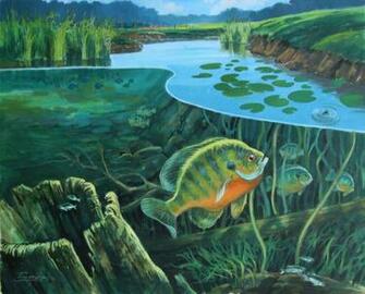 Bluegill Graphics Code Comments Pictures