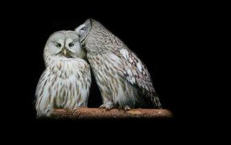 Beautiful Wallpaper Owl