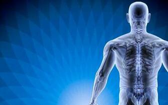 Best Vertebrae Wallpaper