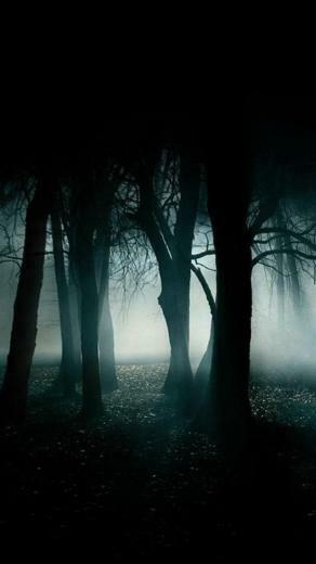 Search Best Dark Forest iPhone Wallpaper Tags Trees