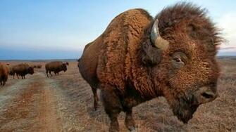Desktop HD Wallpaper S American Bison