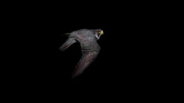 Hawk Bird