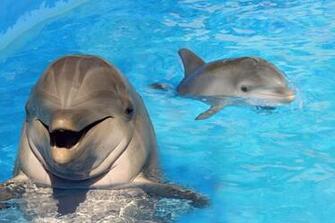 Cute Dolphin Wallpaper