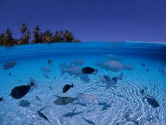 Desktop Wallpaper Underwater