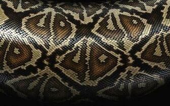 Black Snake Skin Wallpaper