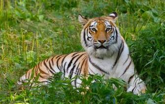 Tiger Bengali Desktop Wallpaper In The Resolution