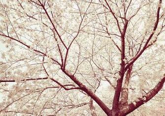 Walking Tree Barren In The Desert Cover Photo Wallpaper