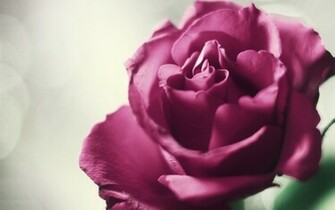 Beautiful Purple Rose HD Wallpaper Background Fresh