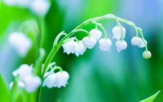 Happiness Returned Bell Orchid HD Desktop Wallpaper