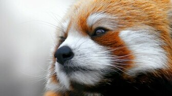 Red Panda Face Wallpaper