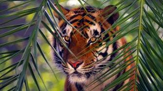 Tiger Super Photo Shoot Leaf Animal Lovers Wallpaper