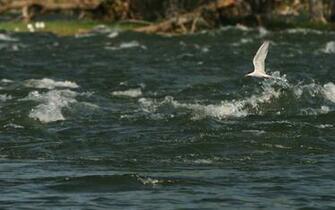 Wallpaper Widescreen Peche Fishing Sterne Animal