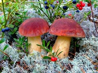 Mushroom Computer Wallpaper Desktop Background Id