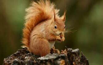 Squirrel Desktop Wallpaper Background Photos In HD