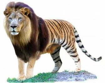 Liger Picture HD Wallpaper Animals