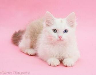 Birman X Ragdoll Kitten On Pink Background Photo Wp20364