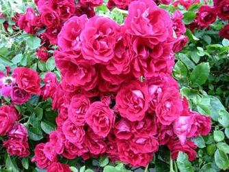 Bed Of Roses Wallpaper