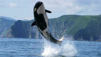 Killer Whale Wallpaper HD