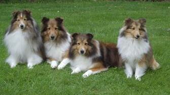 Sheepdog Desktop Wallpaper This