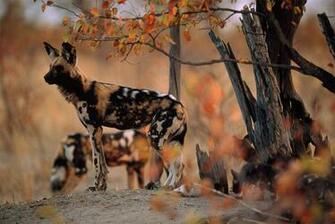 African Wild Dog Wallpaper Background
