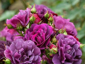 Purple Rose Wallpaper High Quality