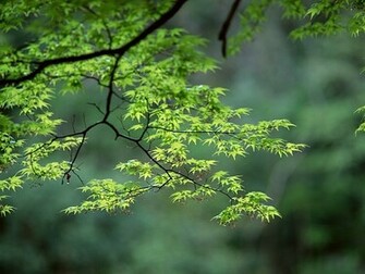 Wallpaper Spring Scenes Scene
