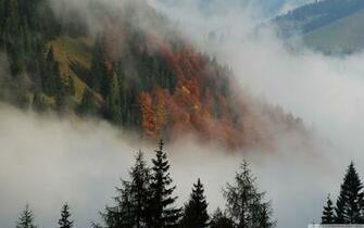 Foggy Mountain Forest 4k HD Desktop Wallpaper For Ultra
