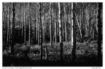 Black And White Birch Tree Wallpaper Trees Near Mt