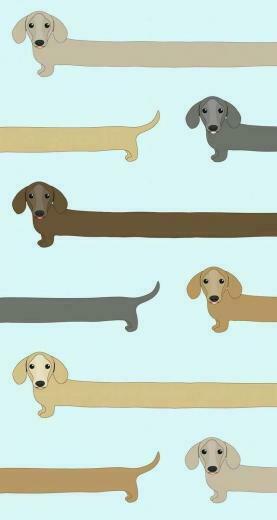 Dachshund Weiner Dogs Cute Wallpaper Locked Dog