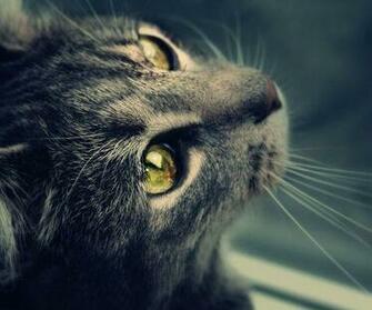 Cat Looking Through The Window Wallpaper For Samsung Epic