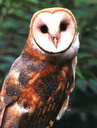 Barn Owls Wallpaper