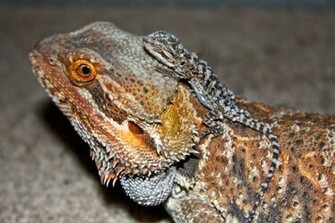 Bearded Dragon Wallpaper