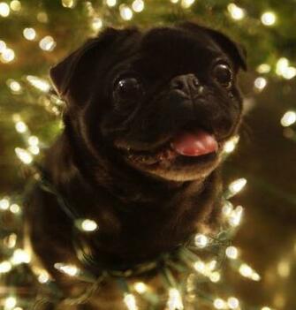 Pug Wallpaper Screensaver Background Black Christmas