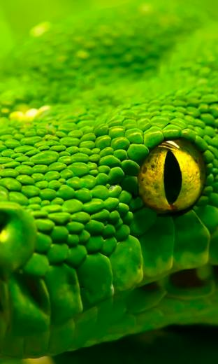Snake HD Live Wallpaper For Android