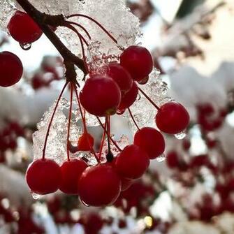 Red Berries iPad Wallpaper