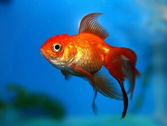 Red Fish Wallpaper Desktop WallscreenHD