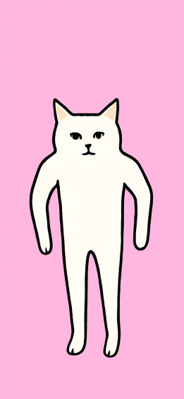 Cat Meme Wallpaper