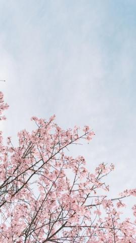 Aesthetic Background Japanese Cherry Blossom Wallpaper Allwallpaper