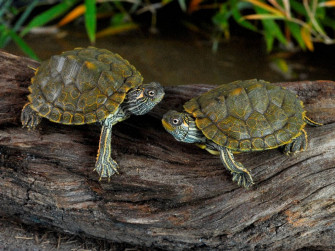 Cute Turtle Wallpaper