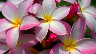 Hawaiian Flowers HD Wallpaper Background