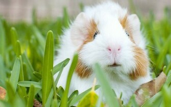 Cool Animal Background HD Wallpaper