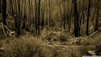 Dark Forest Wallpaper