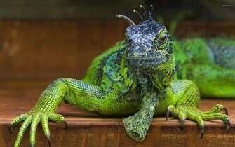 Iguana Wallpaper Animal