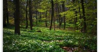 Grove Wallpaper Tapestry And Html