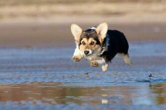 Funny Welsh Corgi Pictures Cute